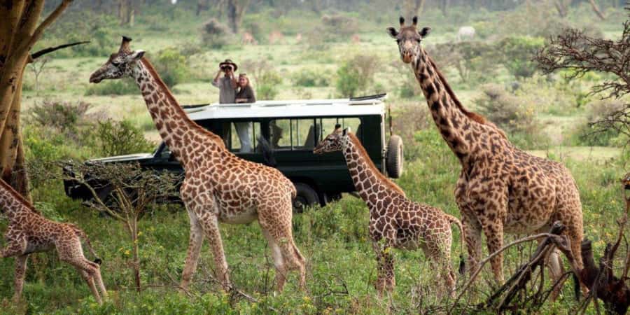 Nairobi: 4-Day Maasai Mara & Lake Nakuru Camping Safari - What the $475 price really means