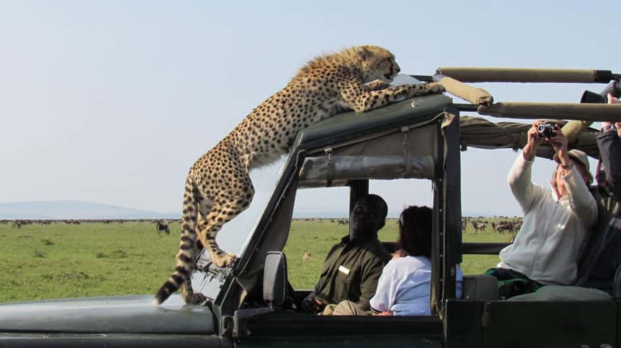 Nairobi: 4-Day Maasai Mara & Lake Nakuru Camping Safari - Transport, timing, and practical comfort