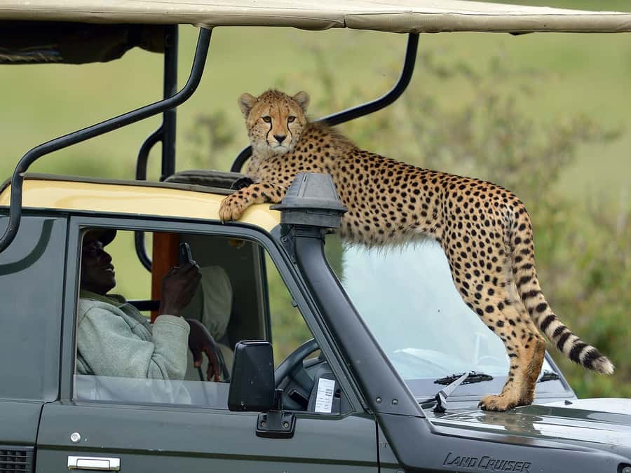 Nairobi: 4-Day Maasai Mara & Lake Nakuru Camping Safari - The Great Rift Valley viewpoint breaks up the drive