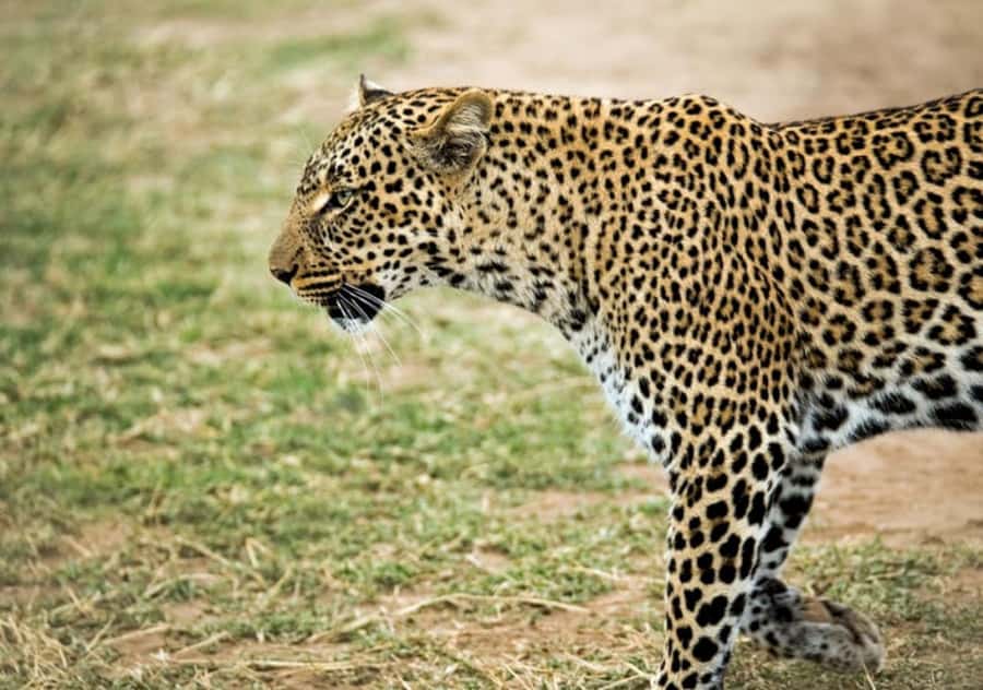 Nairobi: 4 Day Masai Mara and Lake Nakuru Camping Safari - Why This Four-Day Route Works