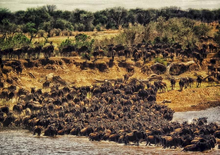 Nairobi: 4 Day Masai Mara and Lake Nakuru Camping Safari - Day Four: Rhinos, Giraffes, and a Return to Nairobi