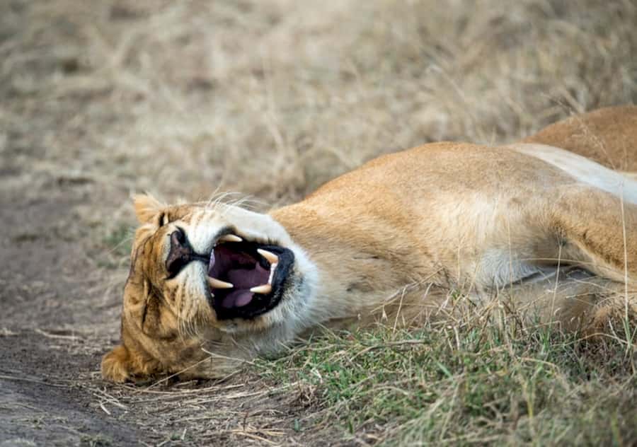 Nairobi: 4 Day Masai Mara and Lake Nakuru Camping Safari - Day Two: A Full Day Among Mara Predators
