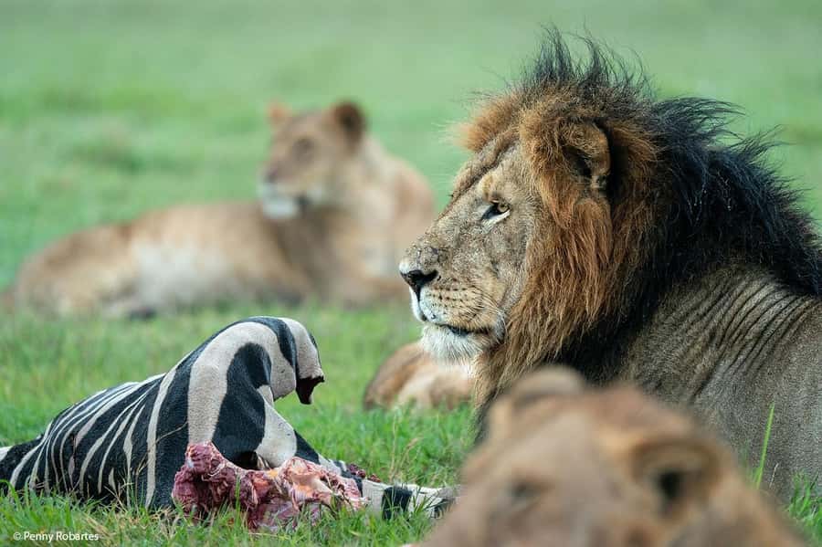 Nairobi: 4 Days Masai Mara & Lake Nakuru 4WD Camping Safari - Two nights in Masai Mara, where the safari earns its keep