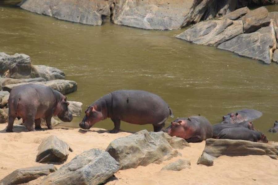 Nairobi: 5 Days Maasai Mara, Nakuru & Naivasha Tour - What the $1,285 price really covers