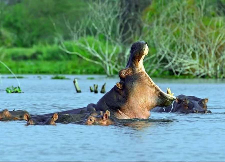 Nairobi: 5 Days Maasai Mara, Nakuru & Naivasha Tour - Accommodation, meals, and comfort on the road