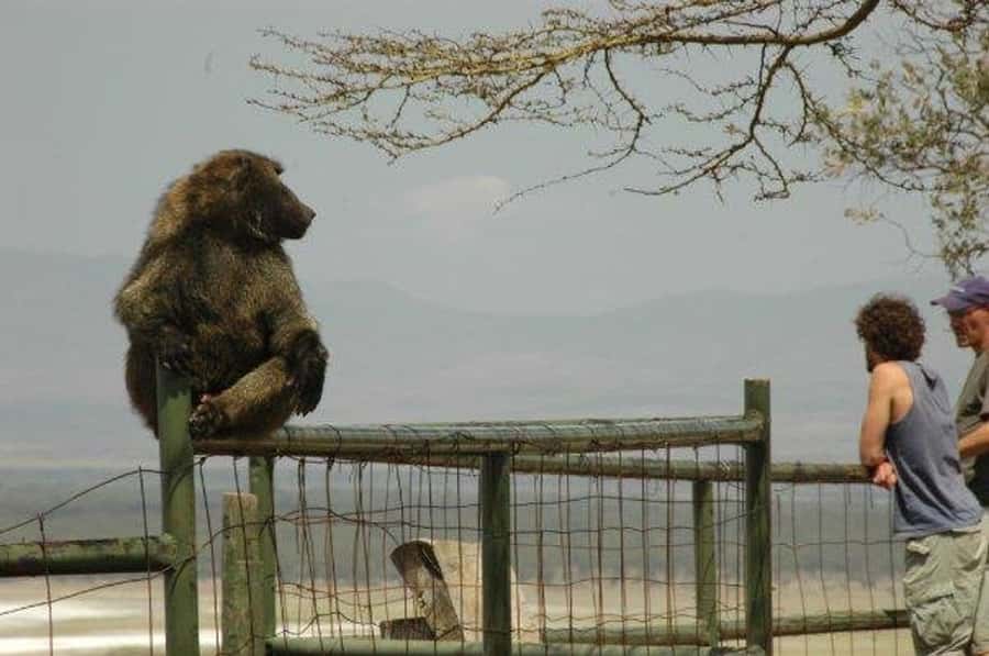 Nairobi: 5 Days Maasai Mara, Nakuru & Naivasha Tour - Should you book this Nairobi safari?