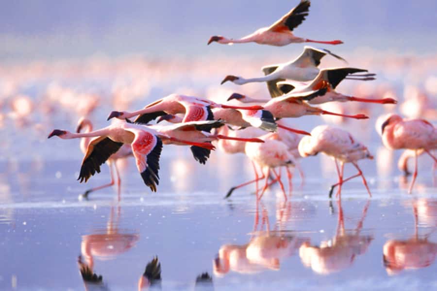 Nairobi: 5 Days Maasai Mara, Nakuru & Naivasha Tour - Day two: a full day among Mara predators