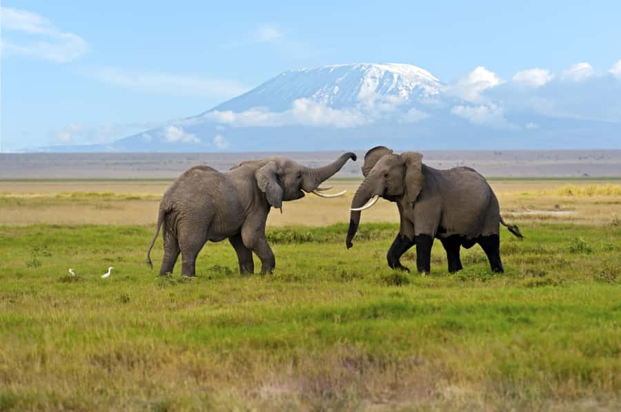 Nairobi: Amboseli National Park Day Trip with Masai Village - The optional Maasai village visit