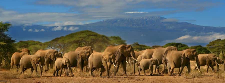 Nairobi: Amboseli National Park Day Trip with Masai Village - Guide service and what to confirm