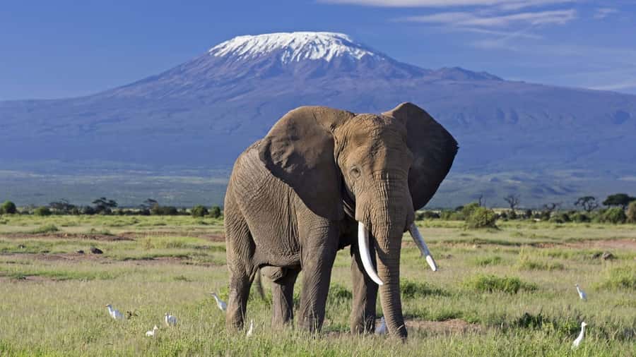 Nairobi: Amboseli National Park Day Trip with Masai Village - First game drive and the search for Kilimanjaro