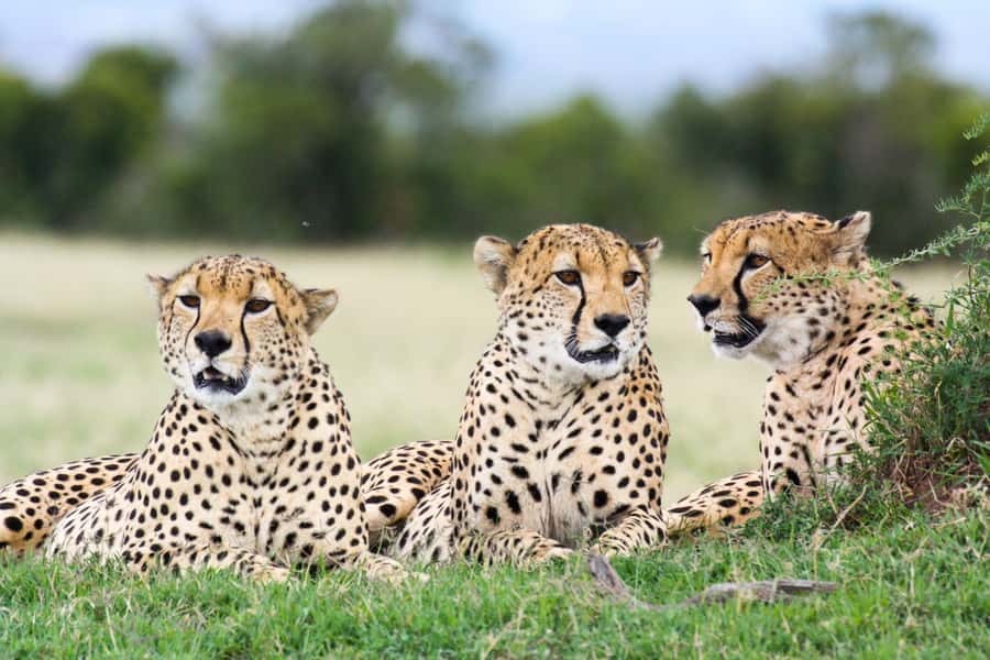 Nairobi: Amboseli National Park Tour & Maasai Village Visit - The eight-hour transport question