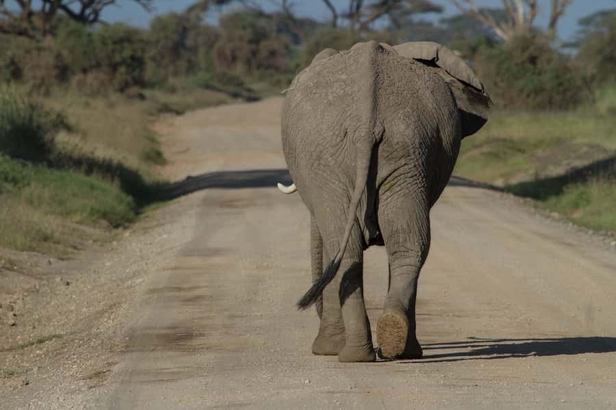 Nairobi: Amboseli National Park Tour & Maasai Village Visit - What the USD 320 price really covers