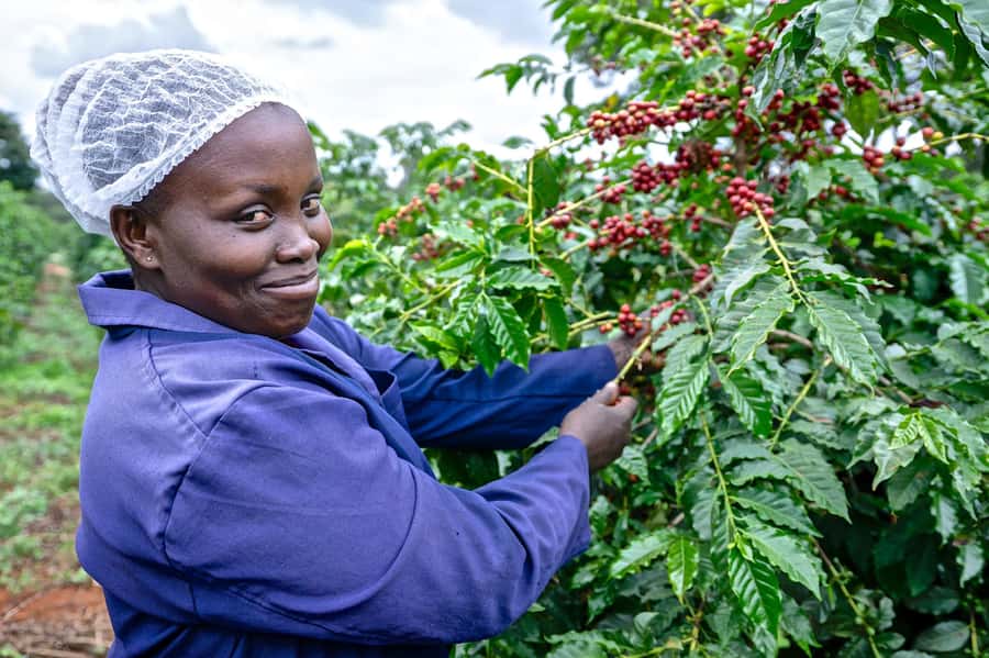 Nairobi: Coffee Factory and Farm Tour with Transfer - The farm walk, from blossoms to coffee cherries