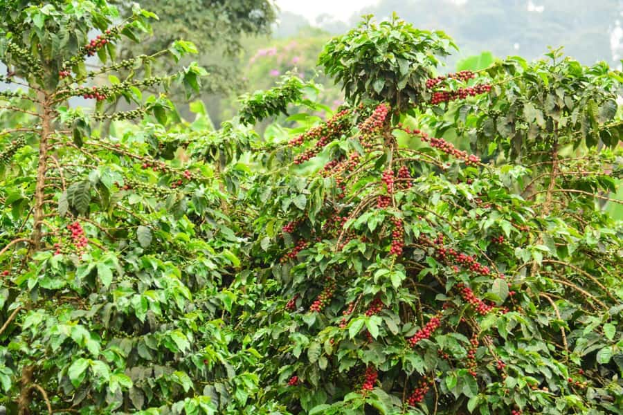 Nairobi: Coffee Factory and Farm Tour with Transfer - What to bring and how to plan the day