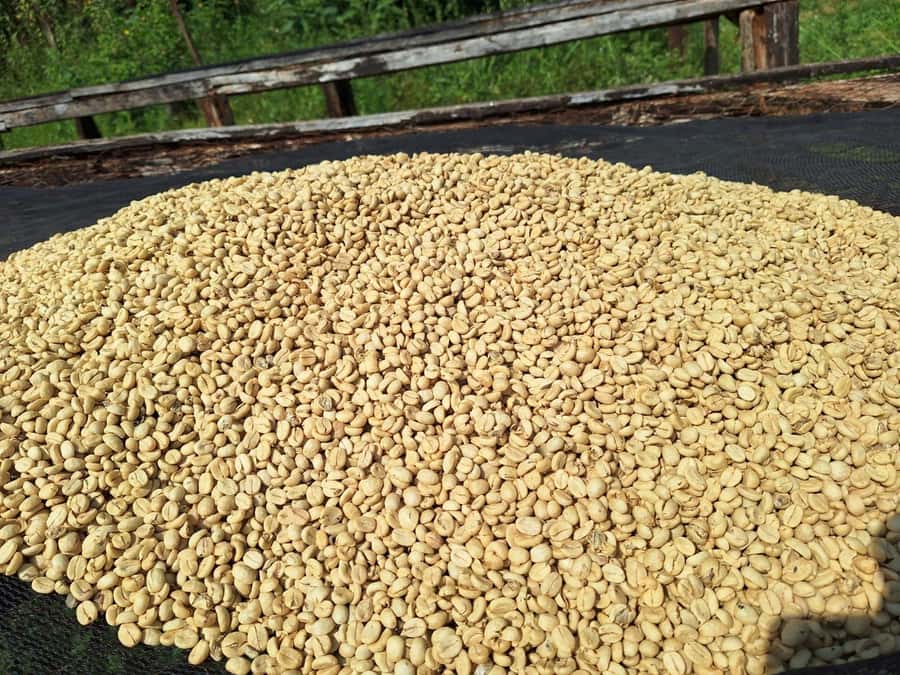 Nairobi: Coffee farm tour with pick up - Key points to know before booking