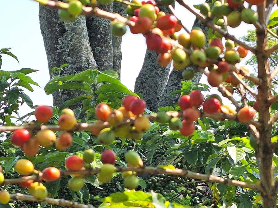 Nairobi: Coffee farm tour with pick up - Inside the coffee processing center