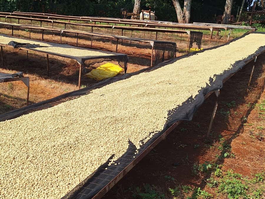 Nairobi: Coffee farm tour with pick up - Who will enjoy this Fairview visit