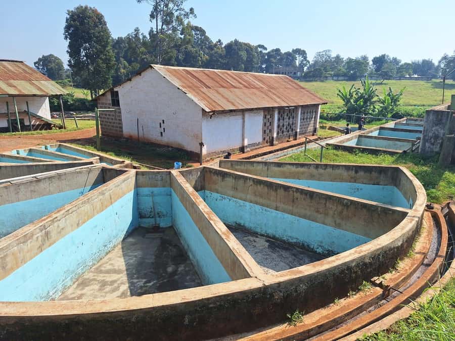 Nairobi: Coffee farm tour with pick up - Should you book the Nairobi coffee tour?