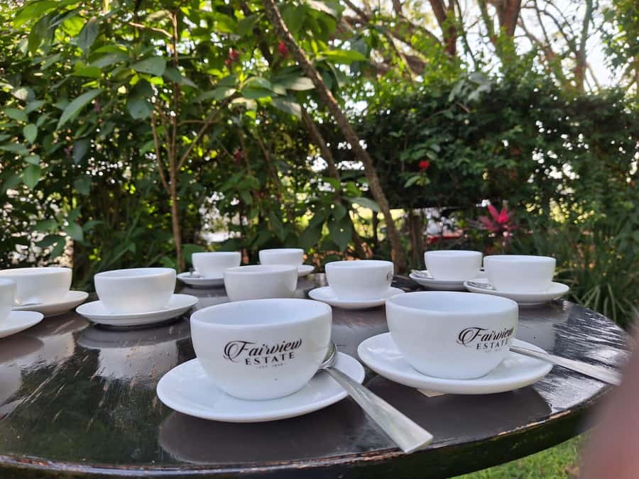Nairobi: Coffee farm tour with pick up - Walking through Fairview’s coffee fields