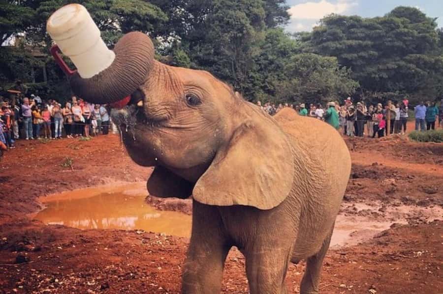 Nairobi: David Sheldrick Elephant Orphanage Visit - Key points to know before you book