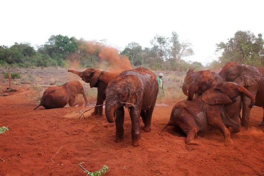Nairobi: David Sheldrick Elephant Orphanage Visit - Why the one-hour elephant visit matters