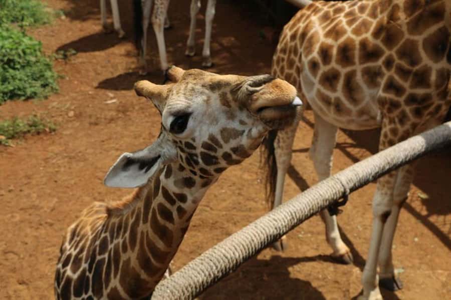 Nairobi: David Sheldrick Elephant Orphanage Visit - What happens during the 11:00 AM session