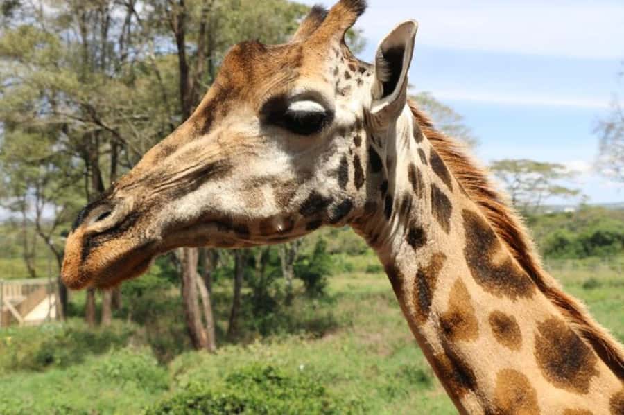Nairobi: David Sheldrick Elephant Orphanage Visit - The real price: $85 plus a possible park fee