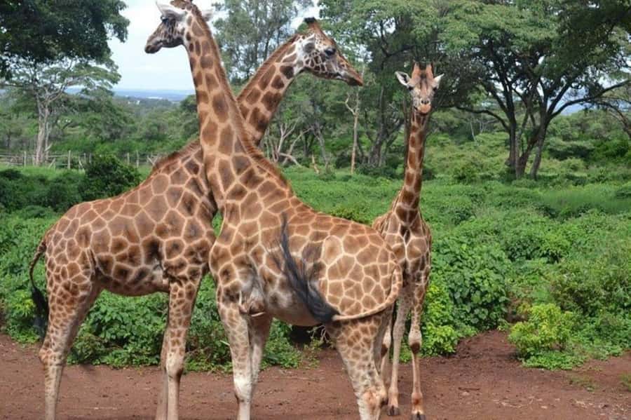 Nairobi: David Sheldrick Elephant Orphanage Visit - Who will get the most from this experience