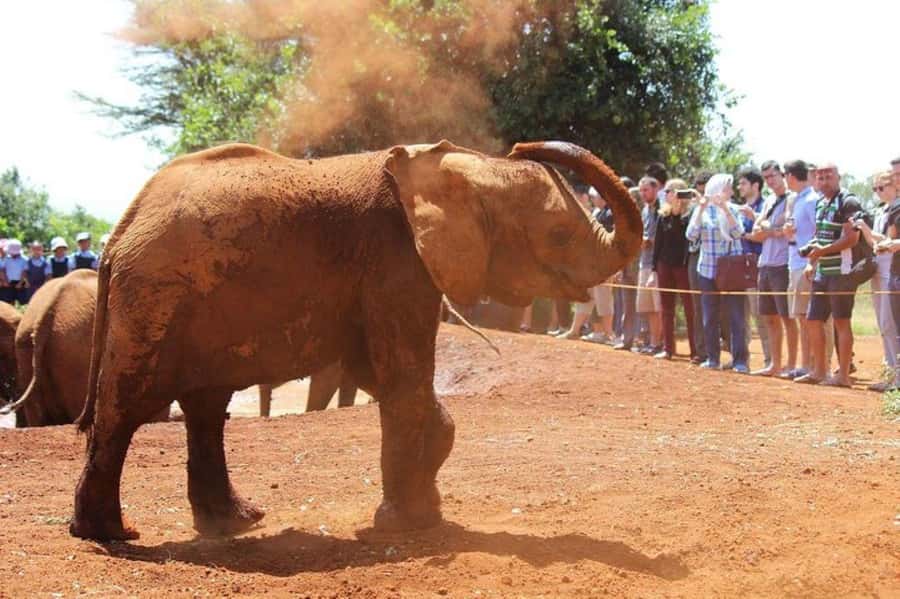 Nairobi: David Sheldrick Elephant Orphanage Visit - Practical preparation for the morning