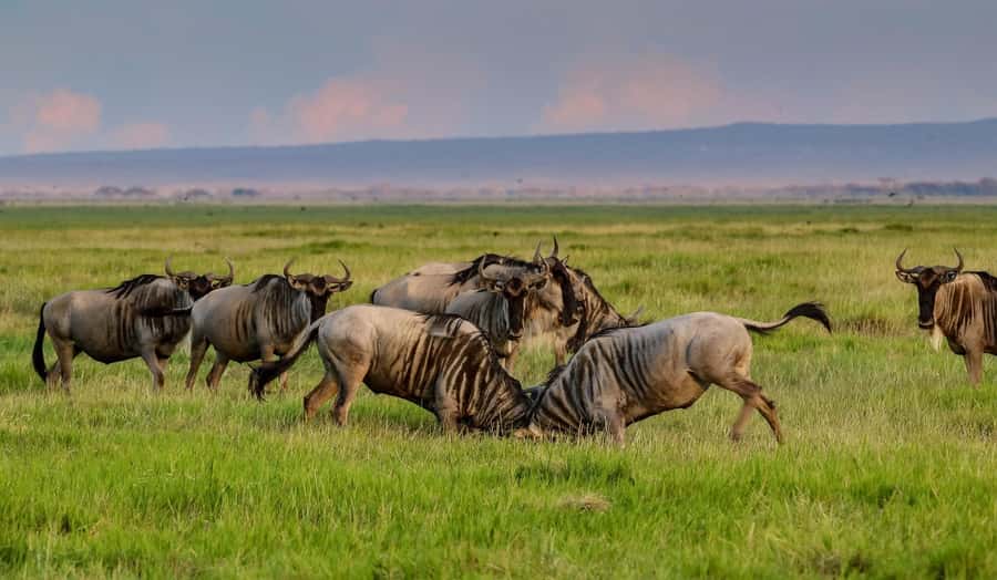 Nairobi: Day Tour to Amboseli National Park & Maasai Village - Key points to know before you book