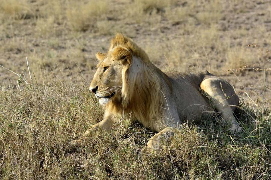 Nairobi: Day Tour to Amboseli National Park & Maasai Village - Why Amboseli works as a one-day safari
