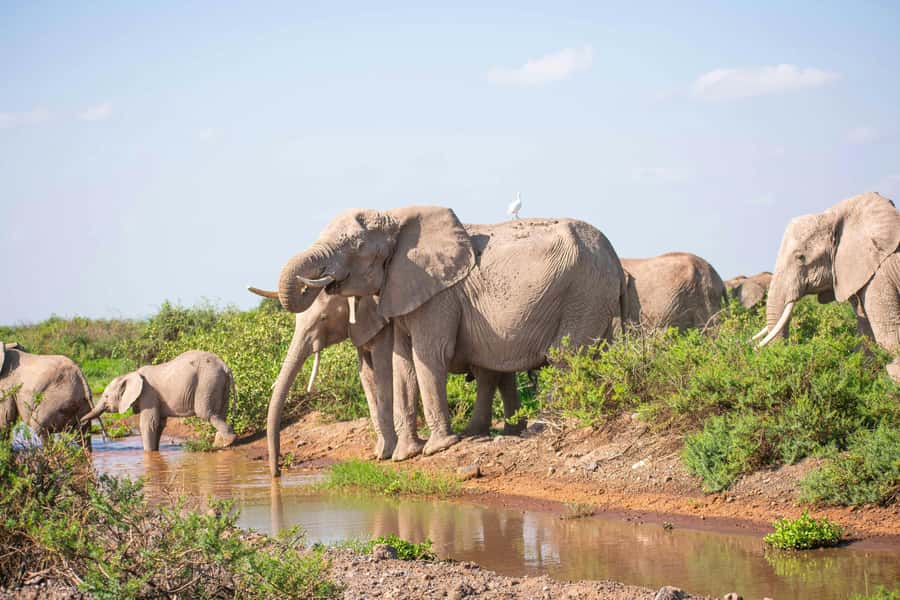 Nairobi: Day Tour to Amboseli National Park & Maasai Village - Five hours among elephants and open savannah