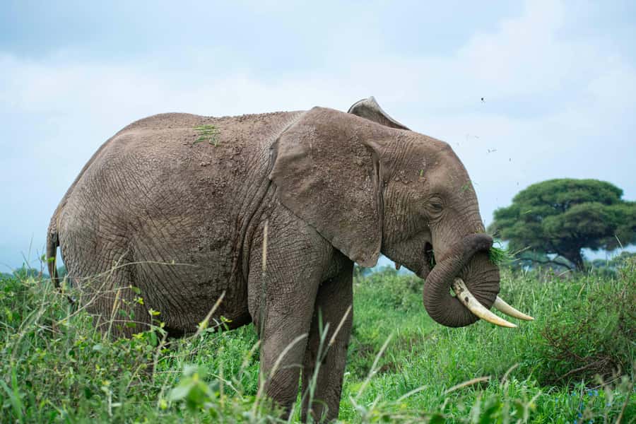 Nairobi: Day Tour to Amboseli National Park & Maasai Village - Lunch near the park, with a practical warning