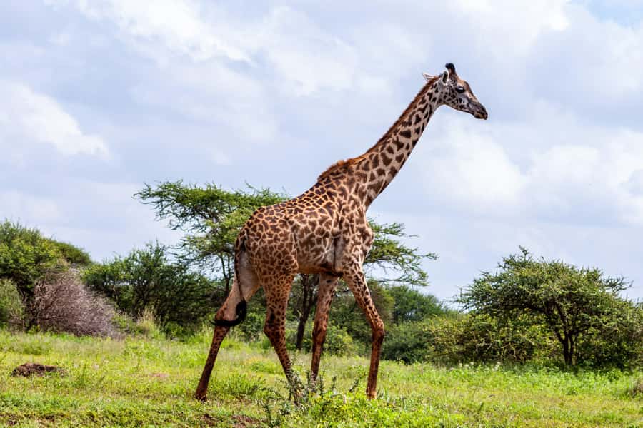 Nairobi: Day Tour to Amboseli National Park & Maasai Village - The return to Nairobi takes patience