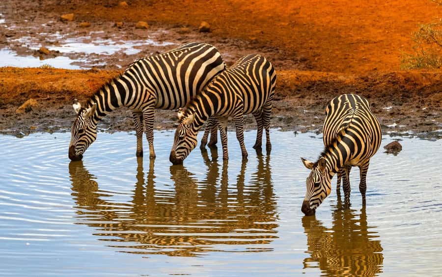 Nairobi: Day Tour to Amboseli National Park & Maasai Village - Who will enjoy this day most