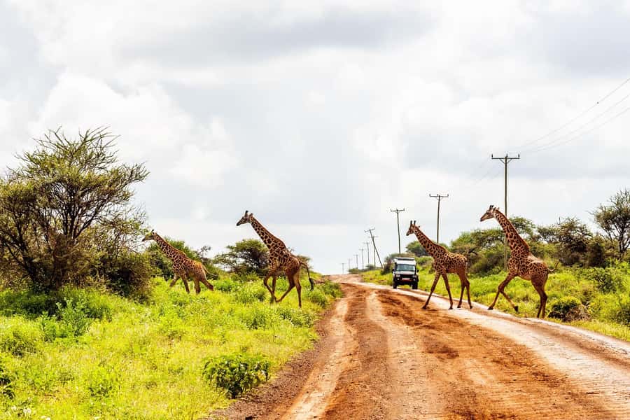 Nairobi: Day Tour to Amboseli National Park & Maasai Village - Booking advice and final verdict
