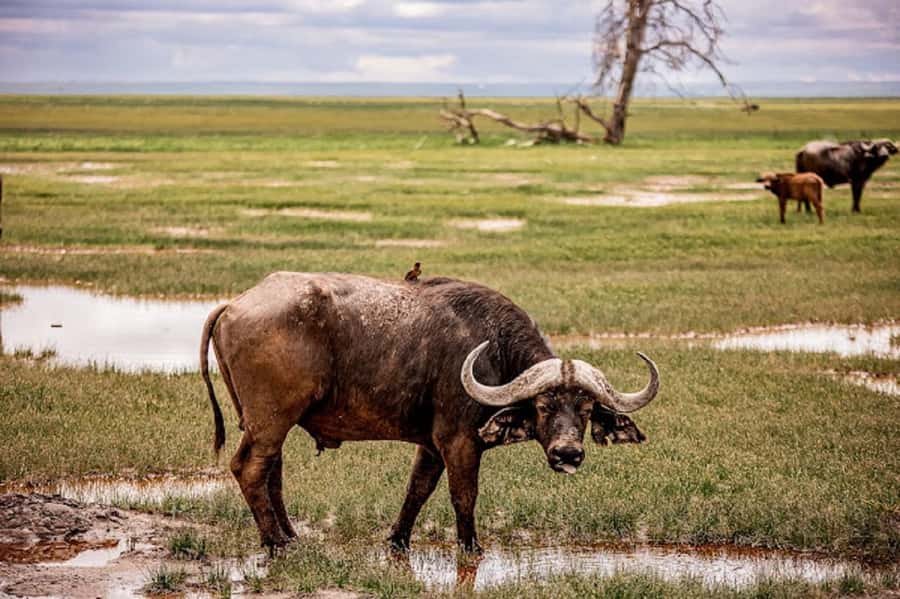 Nairobi: Day Trip to Amboseli National Park - Key points to know before booking