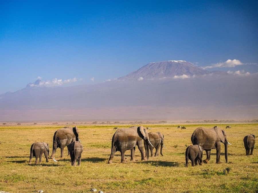 Nairobi: Day Trip to Amboseli National Park - Why the long ride to Amboseli can be worth it