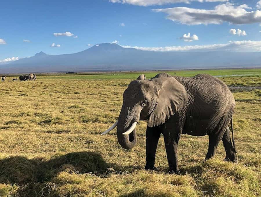 Nairobi: Day Trip to Amboseli National Park - Morning game drive: elephants, lions, and cheetahs