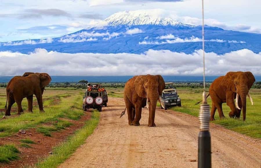 Nairobi: Day Trip to Amboseli National Park - The afternoon drive and marshland habitats