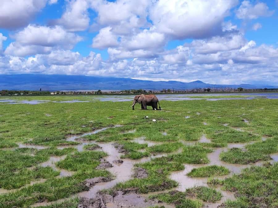 Nairobi: Day Trip to Amboseli National Park - Optional visit to a Maasai village
