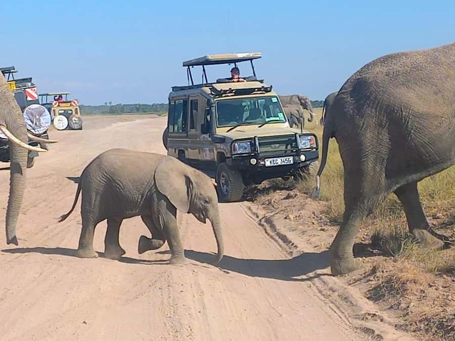Nairobi:Day trip to Amboseli National park & Maasai village - Key points to know before booking