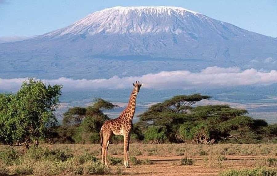 Nairobi:Day trip to Amboseli National park & Maasai village - Game drives beneath Mount Kilimanjaro