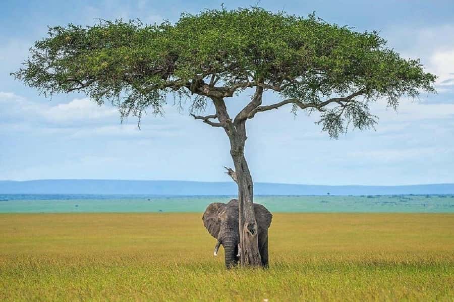 Nairobi:Day trip to Amboseli National park & Maasai village - The Maasai village visit