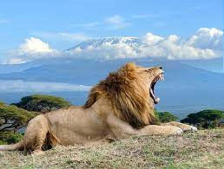 Nairobi:Day trip to Amboseli National park & Maasai village - Lunch, water, and the extra costs