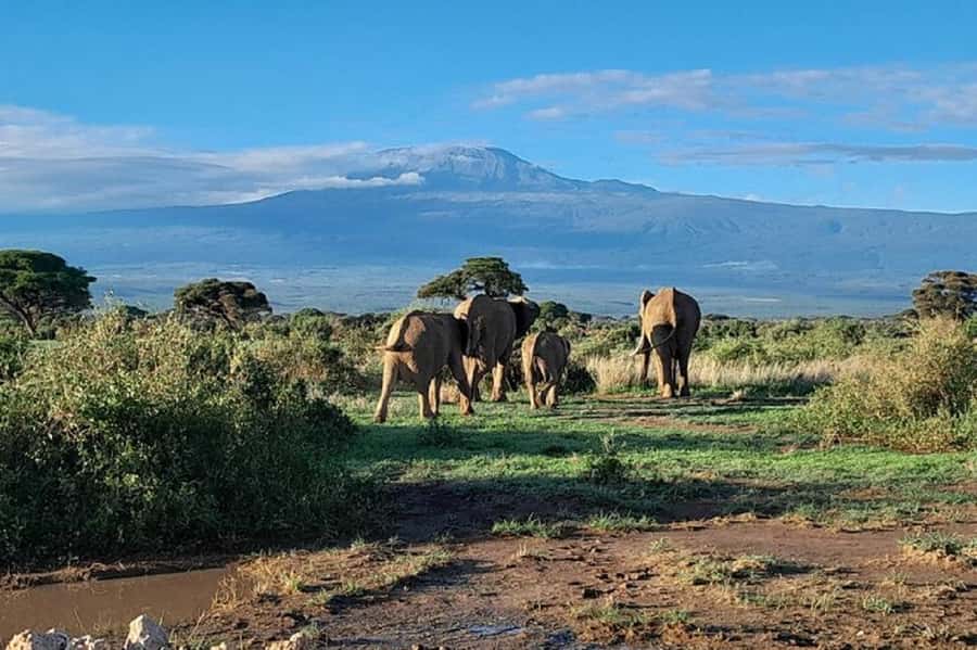 Nairobi:Day trip to Amboseli National park & Maasai village - Practical advice for a better day
