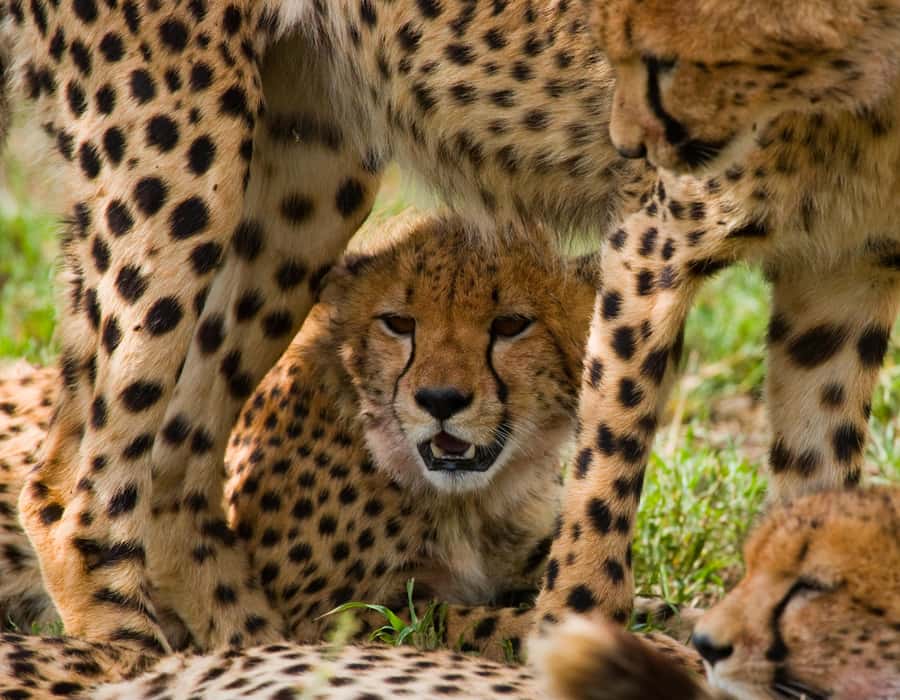 Nairobi: Day Trip to Maasai Mara Reserve & Maasai village - Key points at a glance