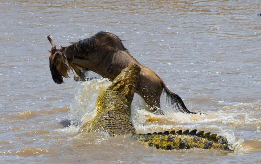 Nairobi: Day Trip to Maasai Mara Reserve & Maasai village - Why this day trip works for a short Nairobi stay