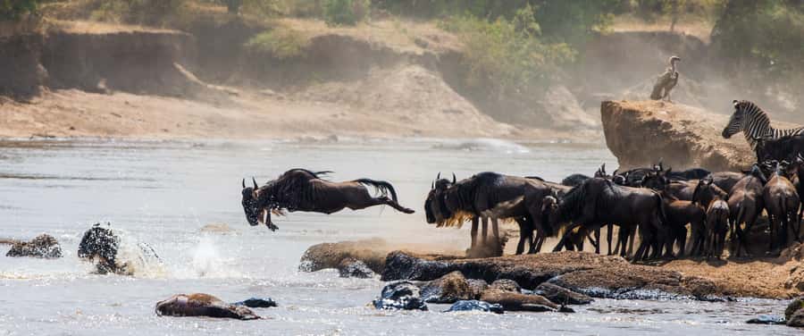 Nairobi: Day Trip to Maasai Mara Reserve & Maasai village - Shared van or 4x4 Land Cruiser?