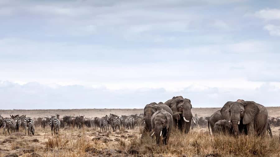 Nairobi: Day Trip to Maasai Mara Reserve & Maasai village - What the $180 price really means